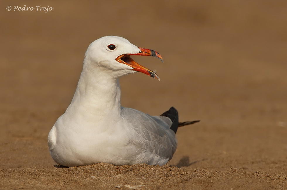 Gaviota de Audouin (Larus audouinii)